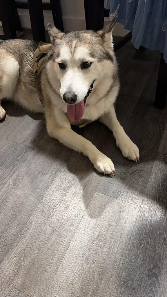 Enlarge Responsible Husky Adoption, a ADOPTABLE Husky in KATY, TX image 2/2
