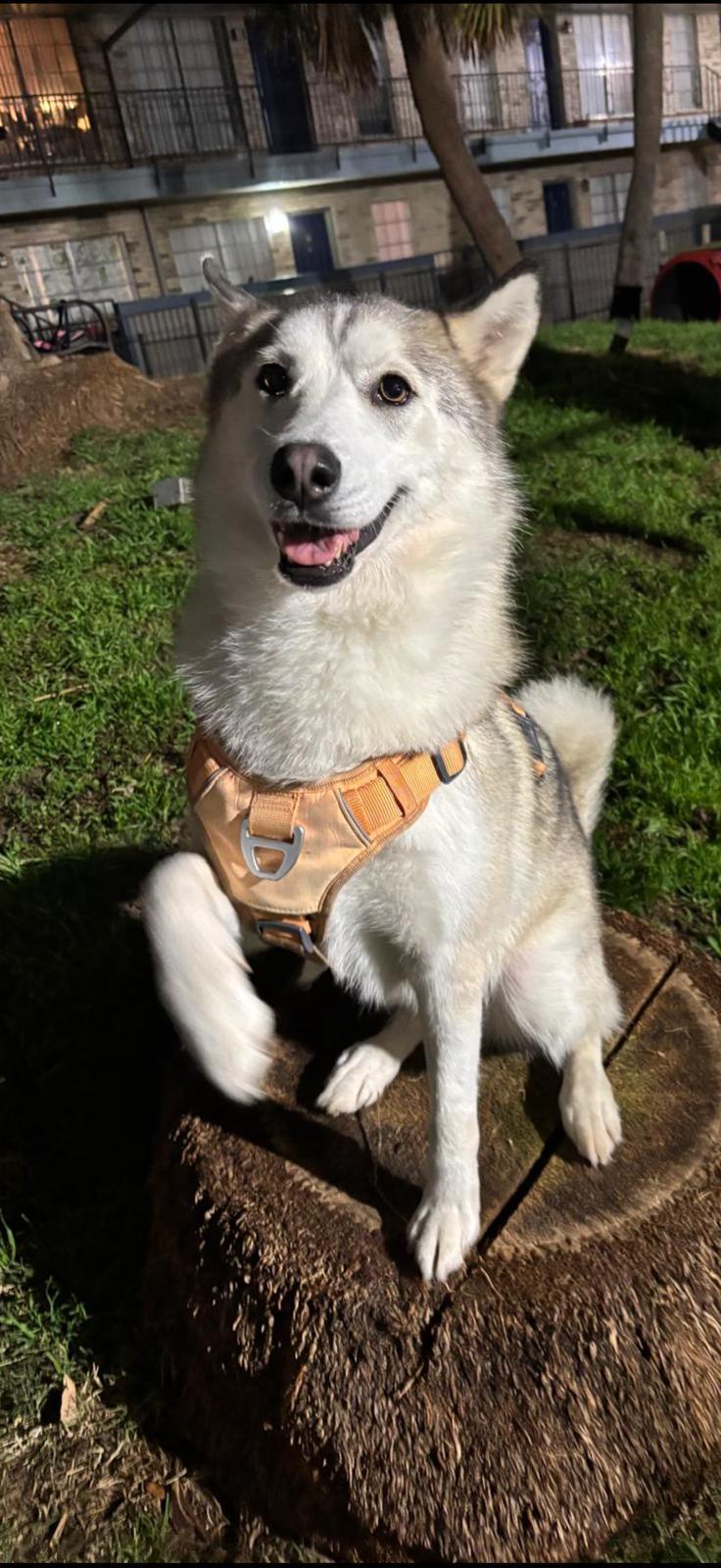 Responsible Husky Adoption, ADOPTABLE, Puppy Female Husky.