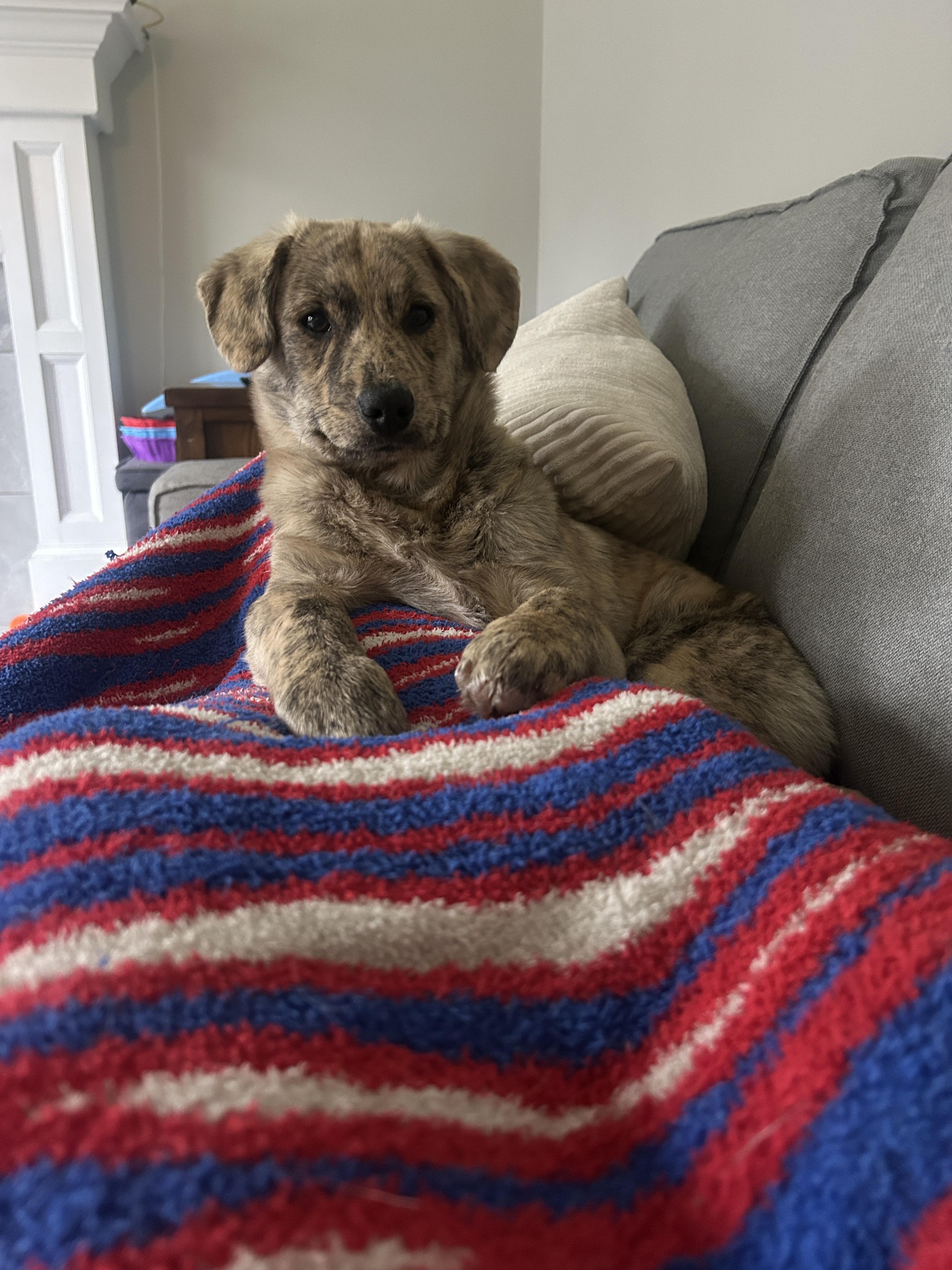 Enlarge Tate, a ADOPTABLE Mixed Breed in Rochester , NY image 2/6