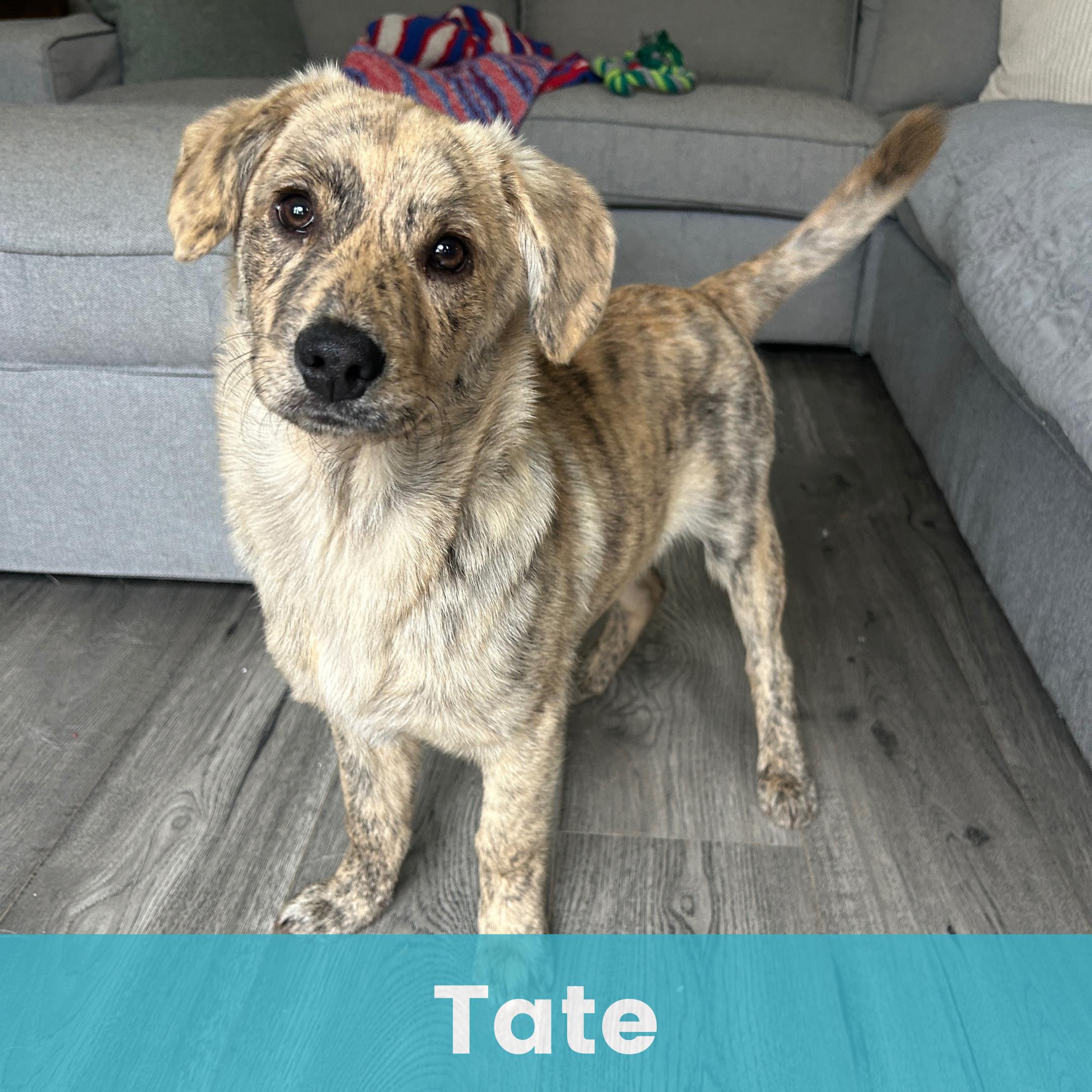 Enlarge Tate, a ADOPTABLE Mixed Breed in Rochester , NY image 1/6