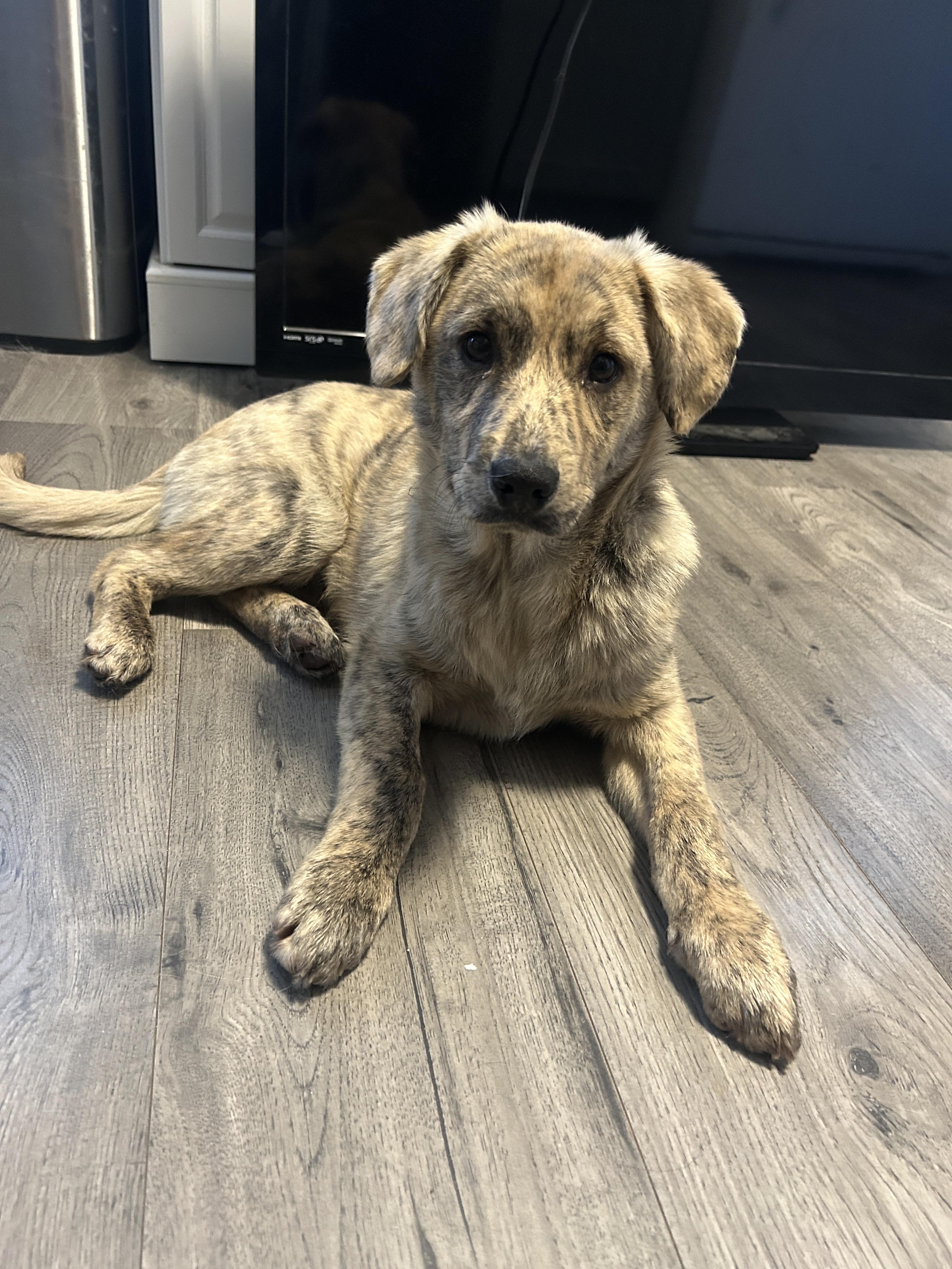 Enlarge Tate, a ADOPTABLE Mixed Breed in Rochester , NY image 4/6