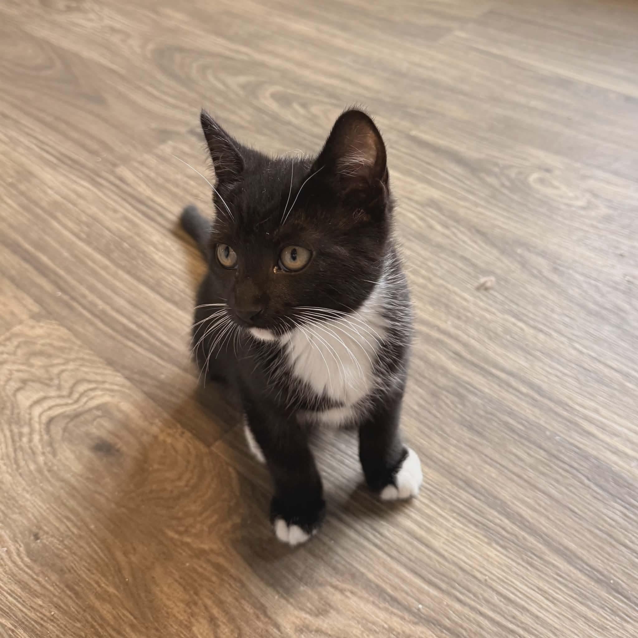 Macchiato, ADOPTABLE, Kitten Male Tuxedo & Domestic Short Hair.