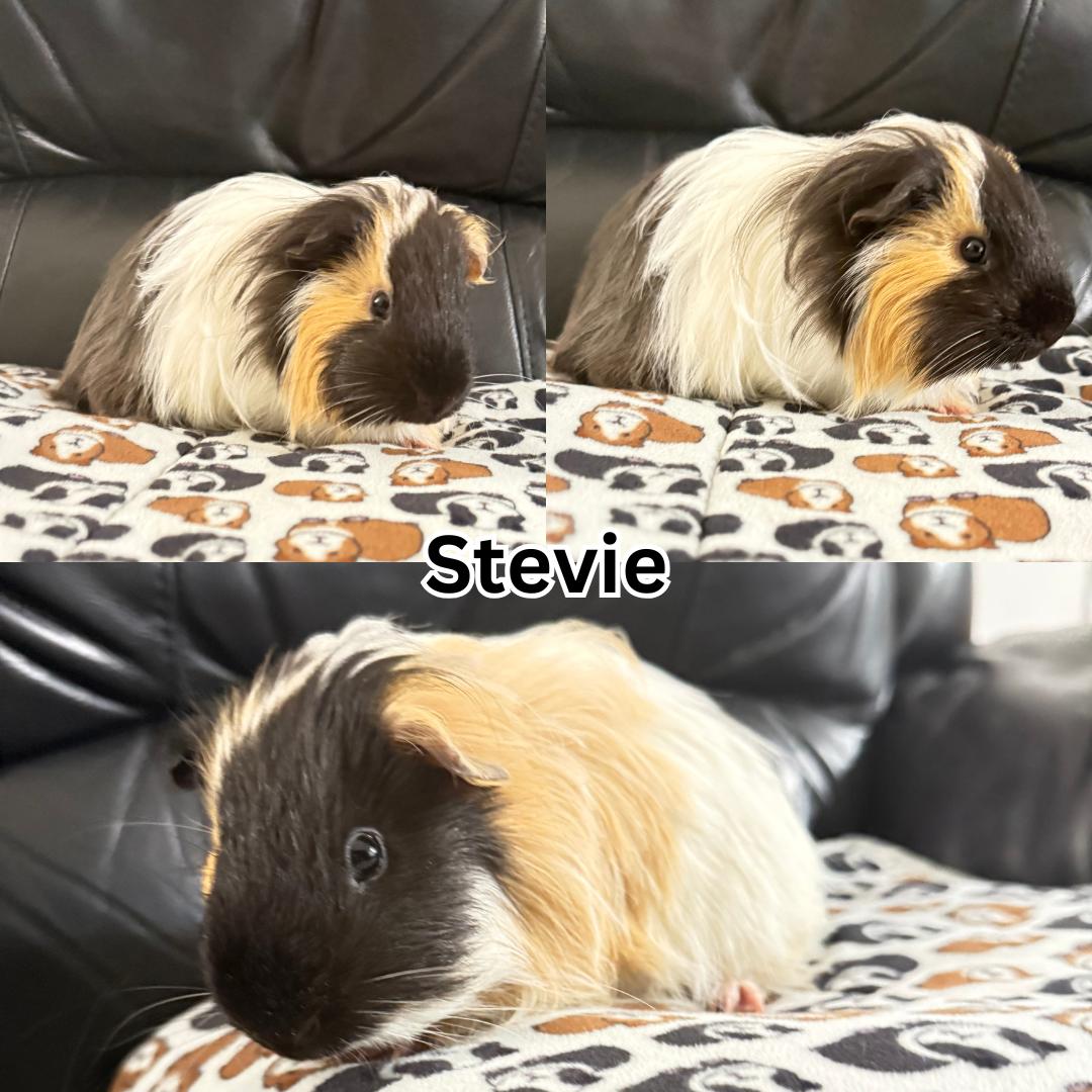 Stevie, ADOPTABLE, Young Male Silkie / Sheltie.