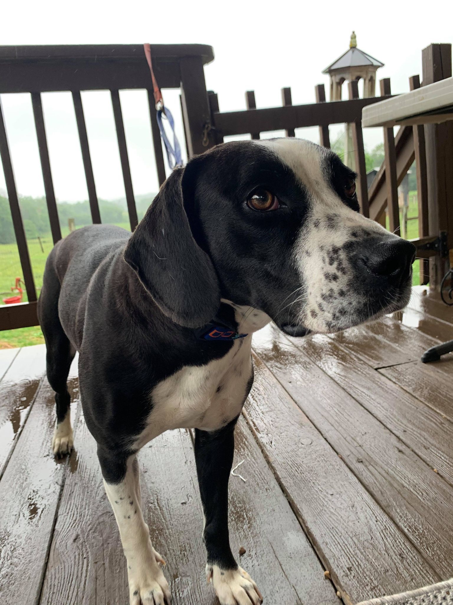 URGENT! Trisha photo 5