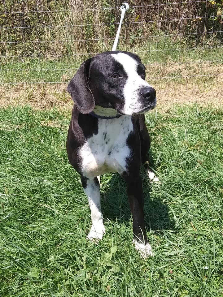 URGENT! Trisha photo 2