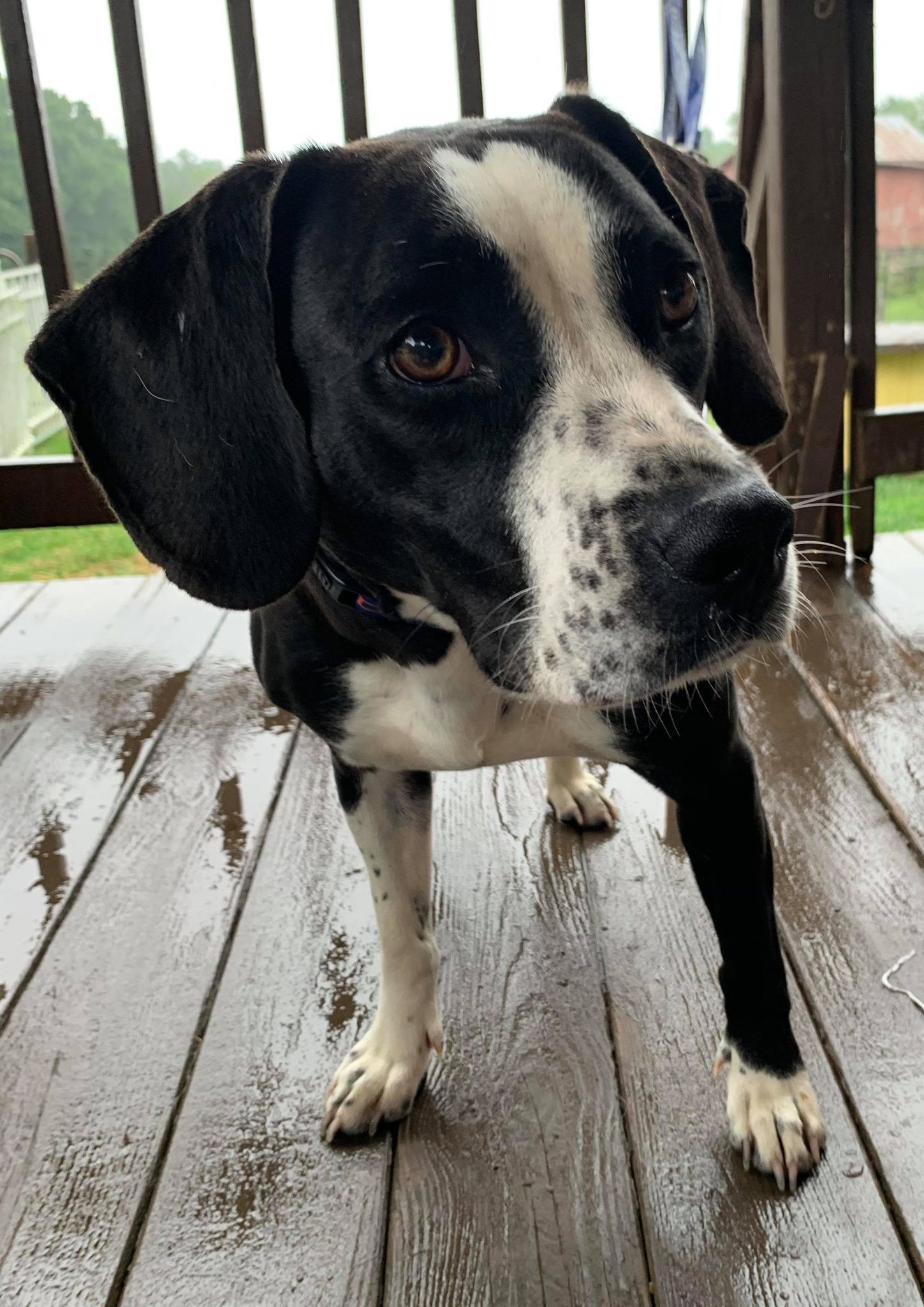 URGENT! Trisha photo 6
