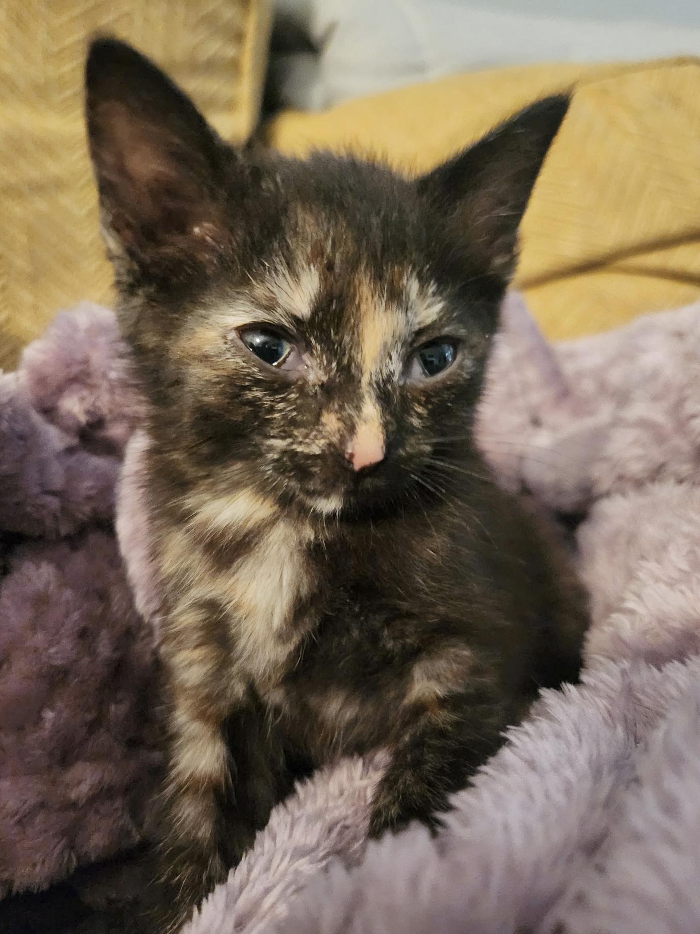 Evelina, Adoptable, Kitten Female Domestic Short Hair & Tortoiseshell.