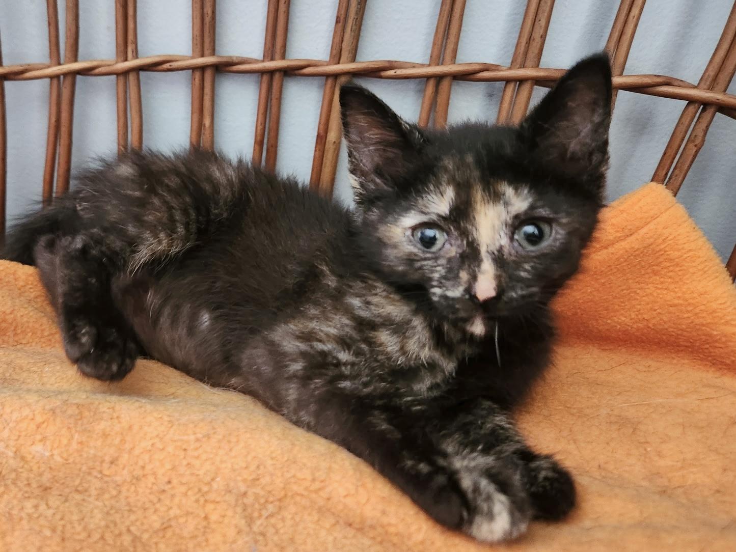 Evelina, a Adoptable mixed breed in Greensboro, NC image 2/2