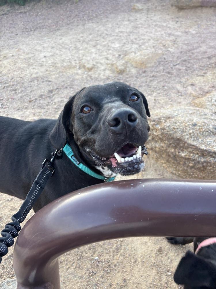 Enlarge Khloe, a Adoptable mixed breed in Colorado Springs, CO image 1/4