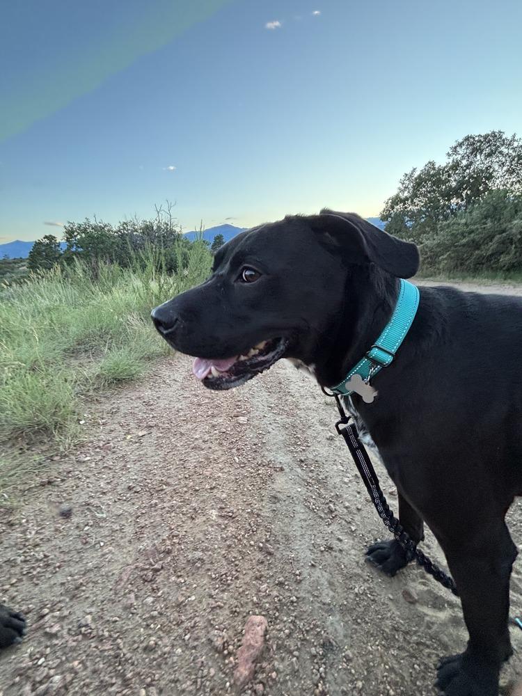Enlarge Khloe, a Adoptable mixed breed in Colorado Springs, CO image 2/4