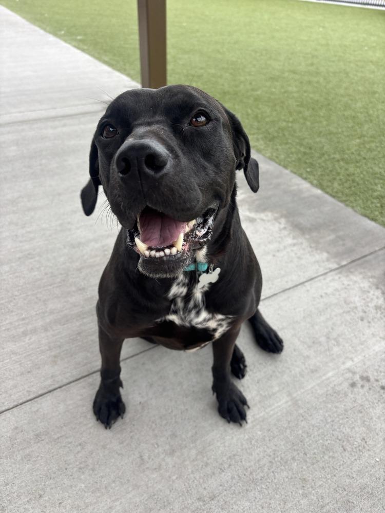 Enlarge Khloe, a Adoptable mixed breed in Colorado Springs, CO image 4/4