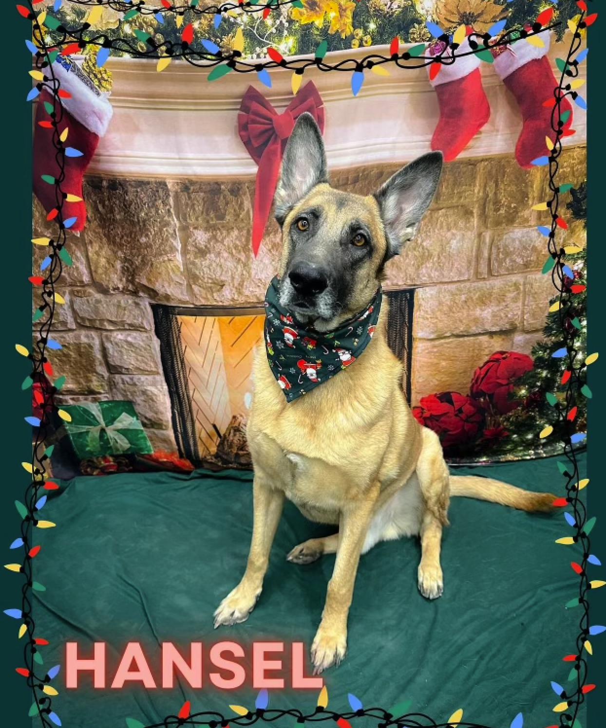 Enlarge Hansel, a Adoptable mixed breed in Las Vegas, NV image 3/5
