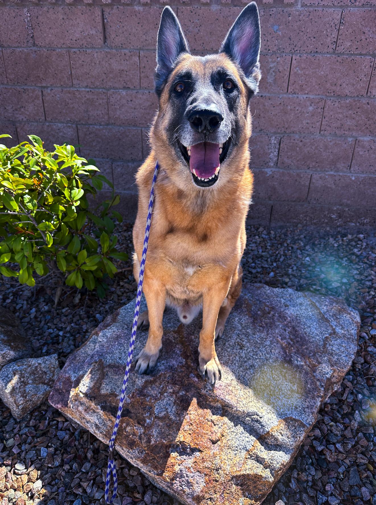 Hansel, Adoptable, Adult Male German Shepherd Dog & Belgian Shepherd / Malinois.