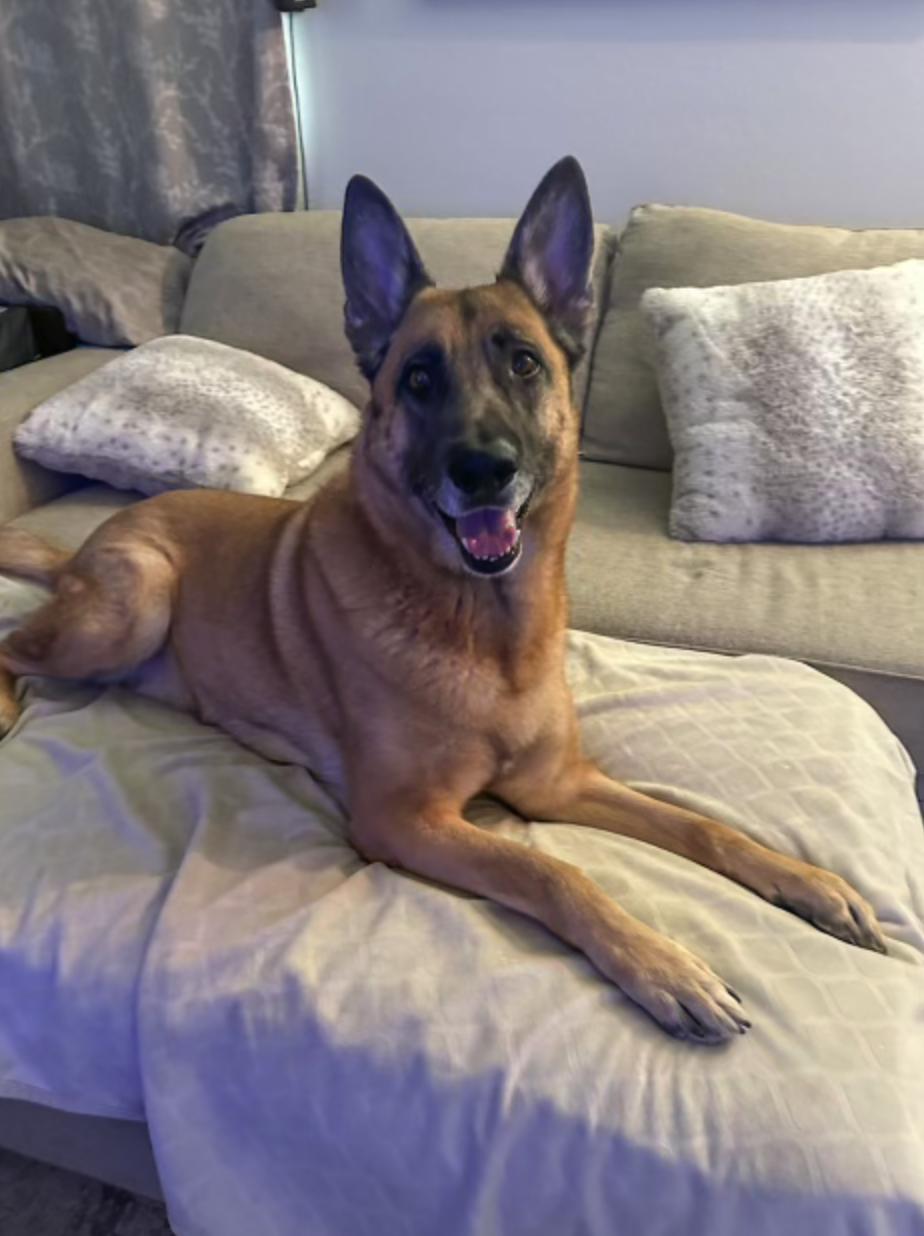 Enlarge Hansel, a Adoptable mixed breed in Las Vegas, NV image 2/5