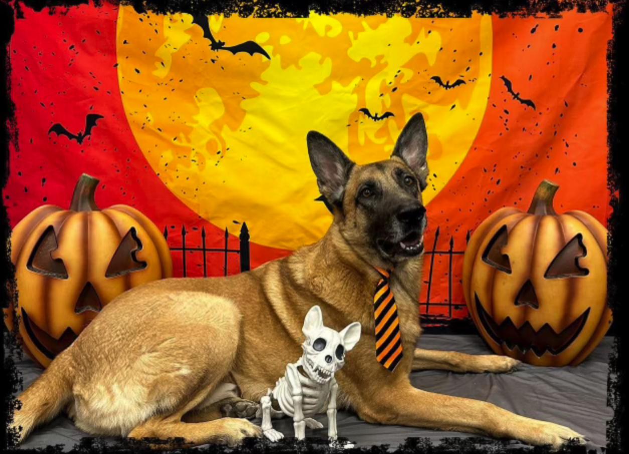 Enlarge Hansel, a Adoptable mixed breed in Las Vegas, NV image 4/5