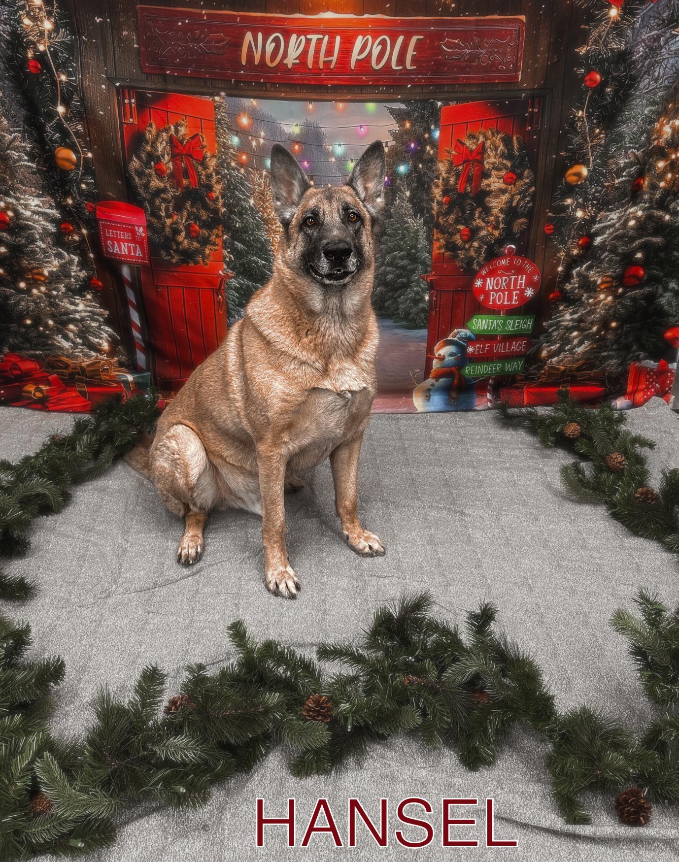 Enlarge Hansel, a Adoptable mixed breed in Las Vegas, NV image 5/5