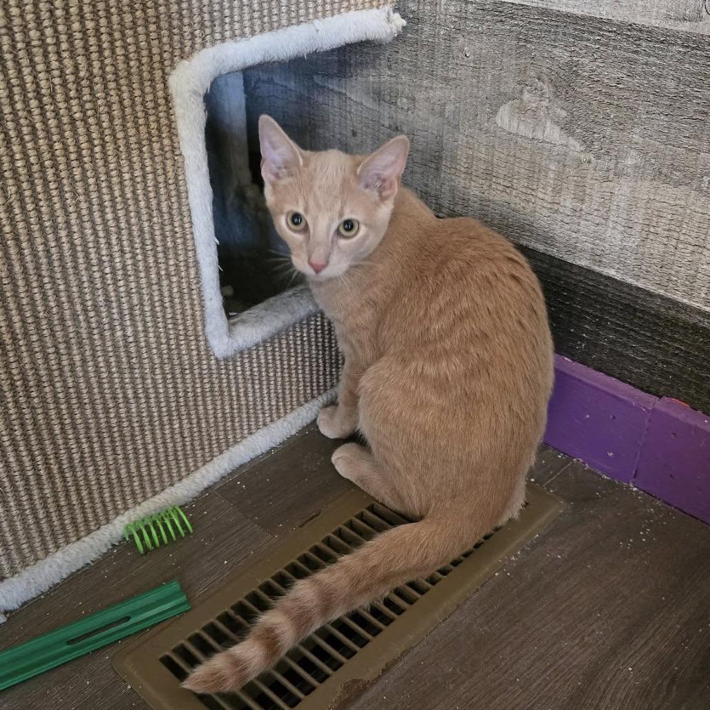 Oliver, Adoptable, Kitten Male Domestic Short Hair.