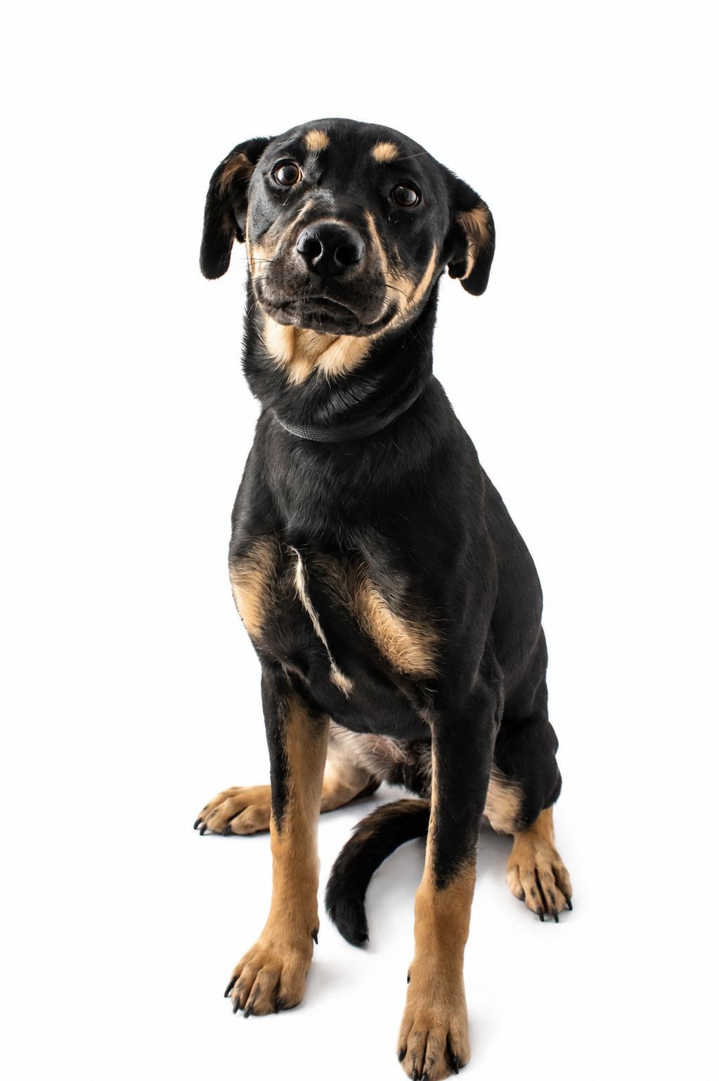 Quinn, a ADOPTABLE mixed breed in Plaquemine, LA image 1/2
