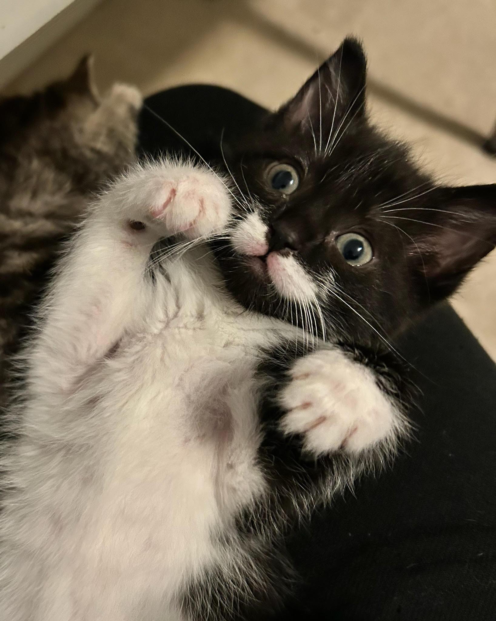 Christina, ADOPTABLE, Kitten Female Domestic Short Hair.