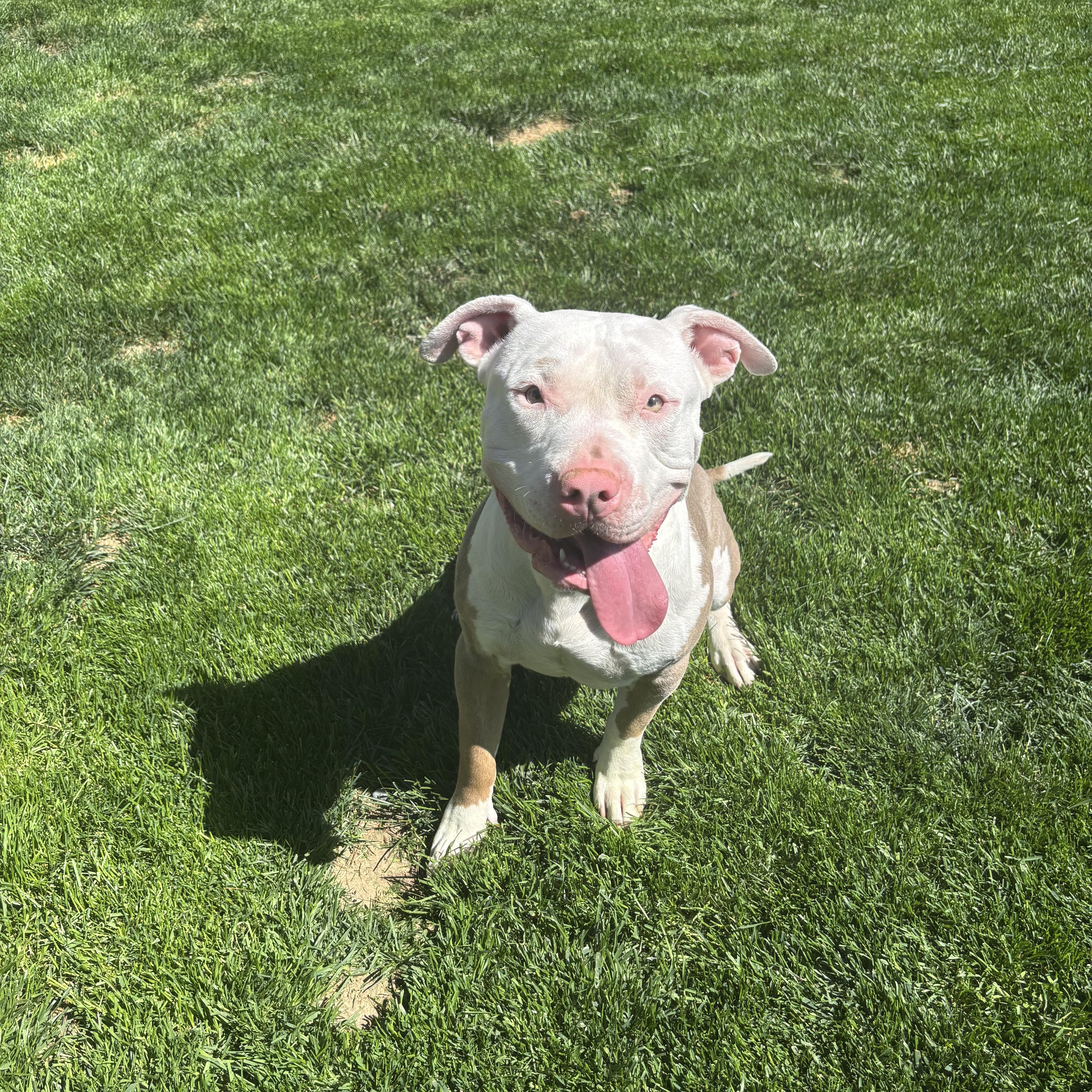 Enlarge Ruger, a Adoptable Pit Bull Terrier in Quincy, WA image 1/1