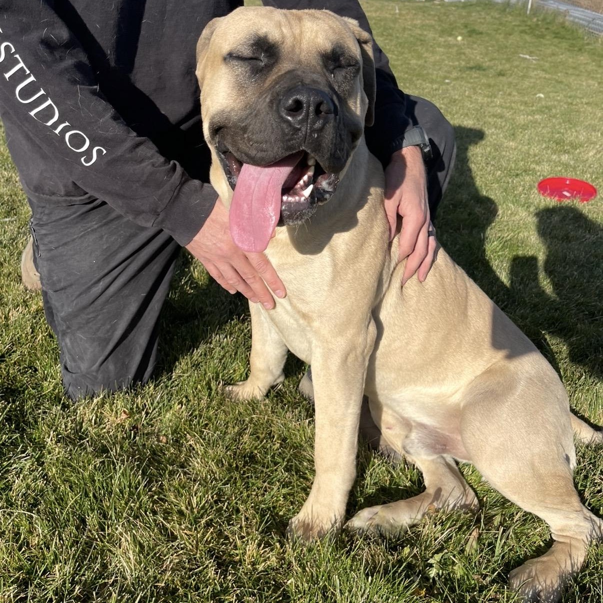 Bigby, a Adoptable mixed breed in Prineville, OR image 6/6