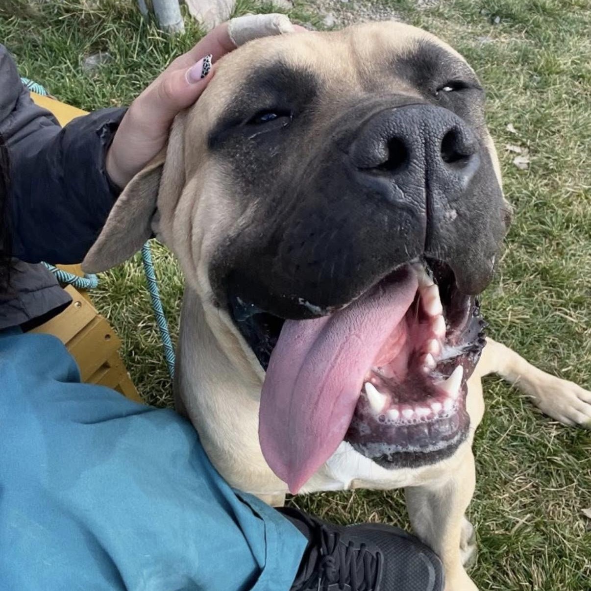 Bigby, a Adoptable mixed breed in Prineville, OR image 4/6