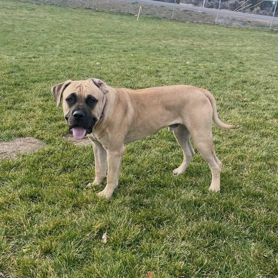 Bigby, a Adoptable mixed breed in Prineville, OR image 2/6