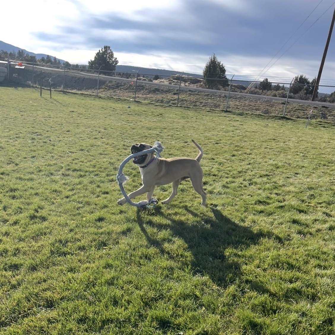 Bigby, a Adoptable mixed breed in Prineville, OR image 5/6