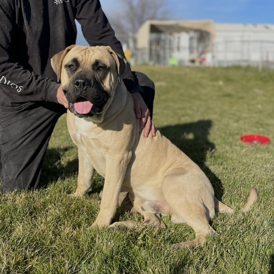 Bigby, a Adoptable mixed breed in Prineville, OR image 1/6