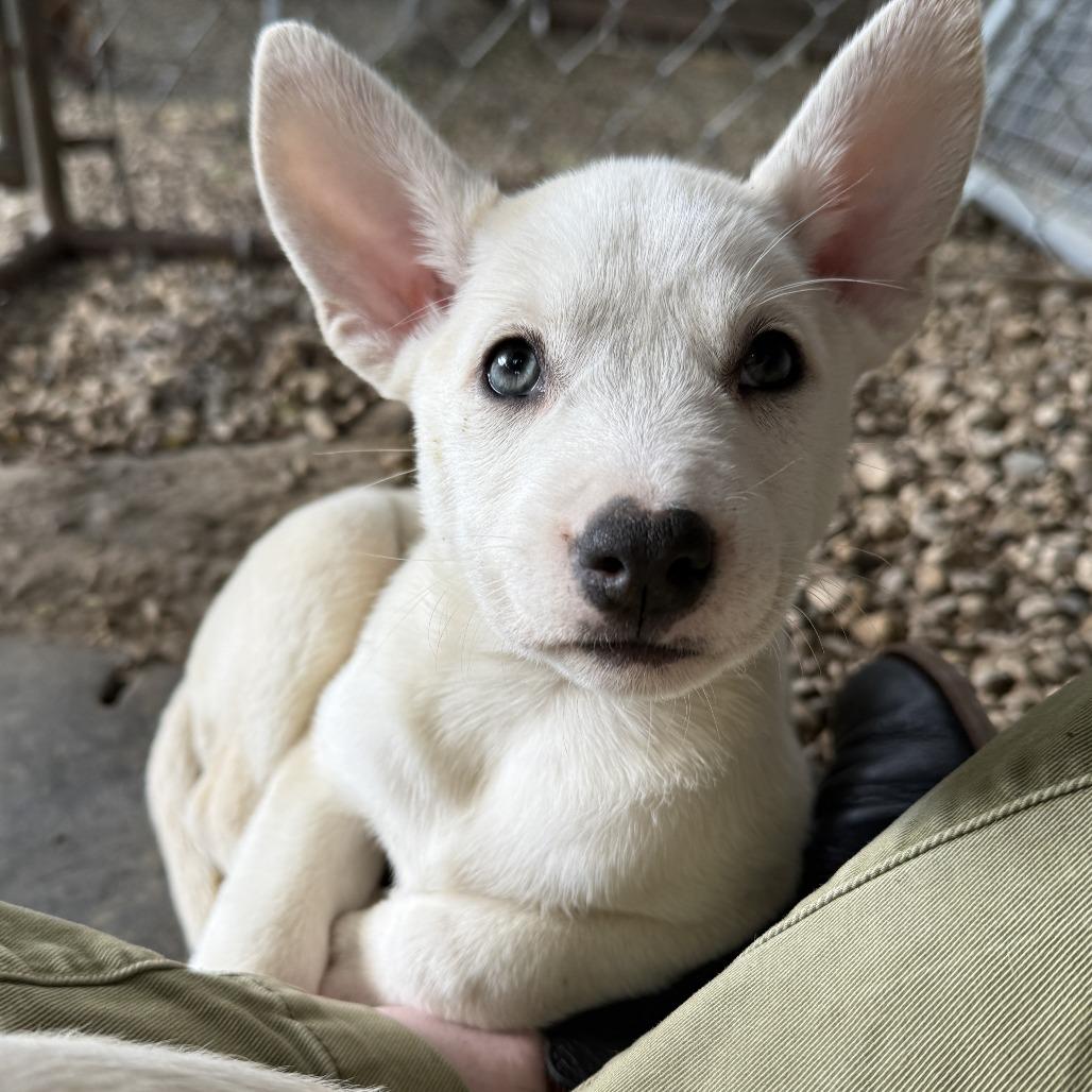 Crush, a Adoptable mixed breed in Madison, WI image 1/3