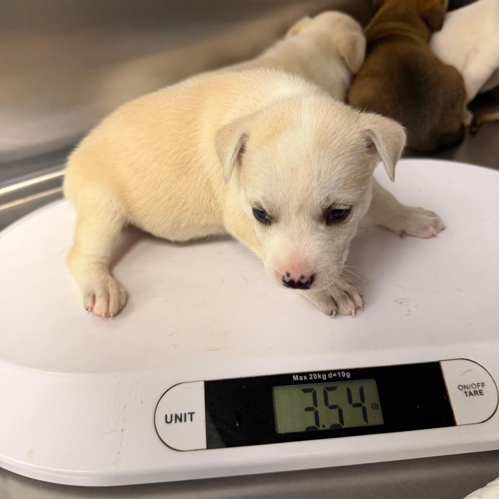 Crush, a Adoptable mixed breed in Madison, WI image 2/3