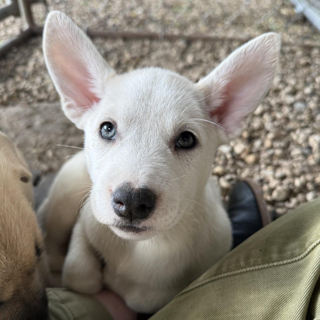 Crush, a Adoptable mixed breed in Madison, WI image 3/3