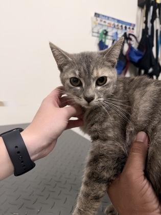 Enlarge 26-322 Mama Fiona, a Adoptable mixed breed in Barnesville, GA image 1/1