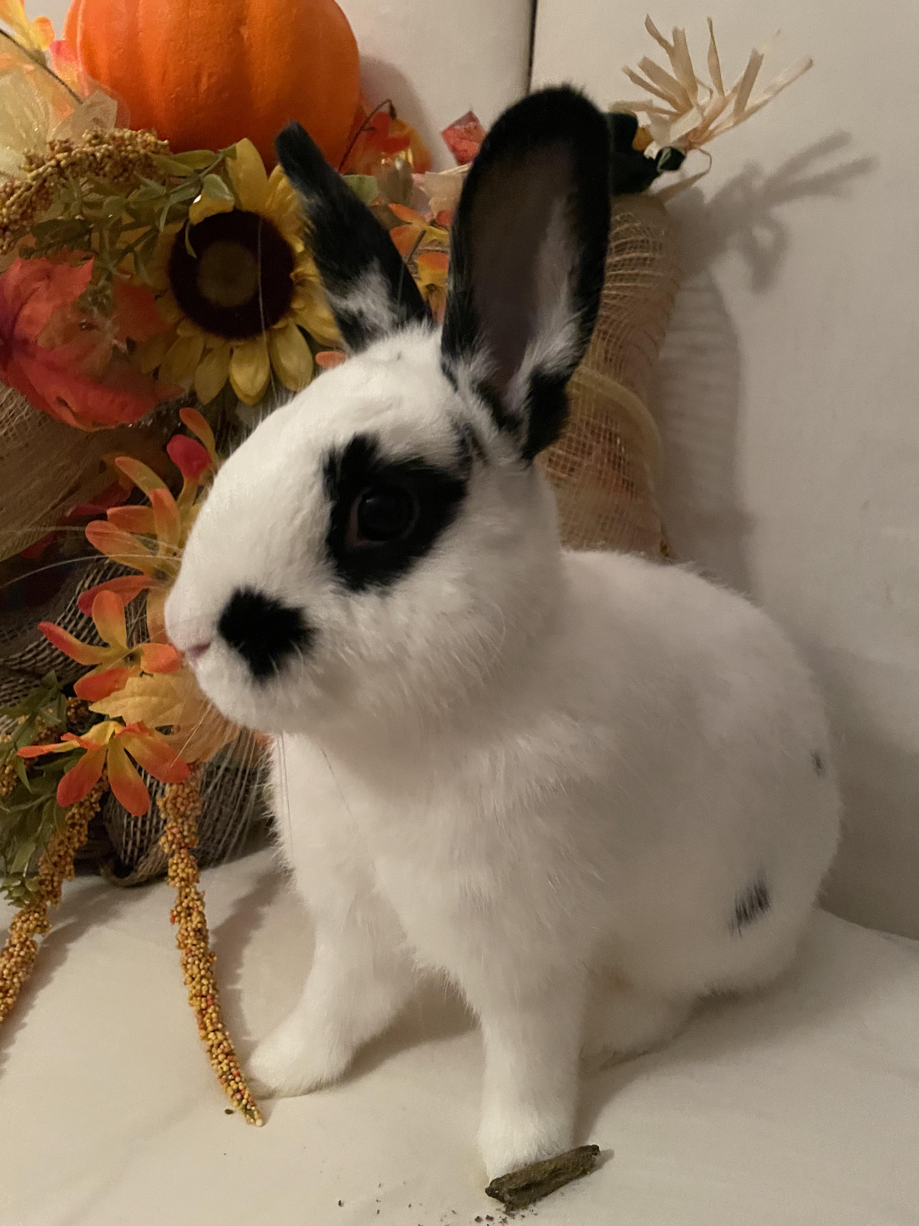 Sweet Pea, Adoptable, Young Female Hotot & Dwarf.