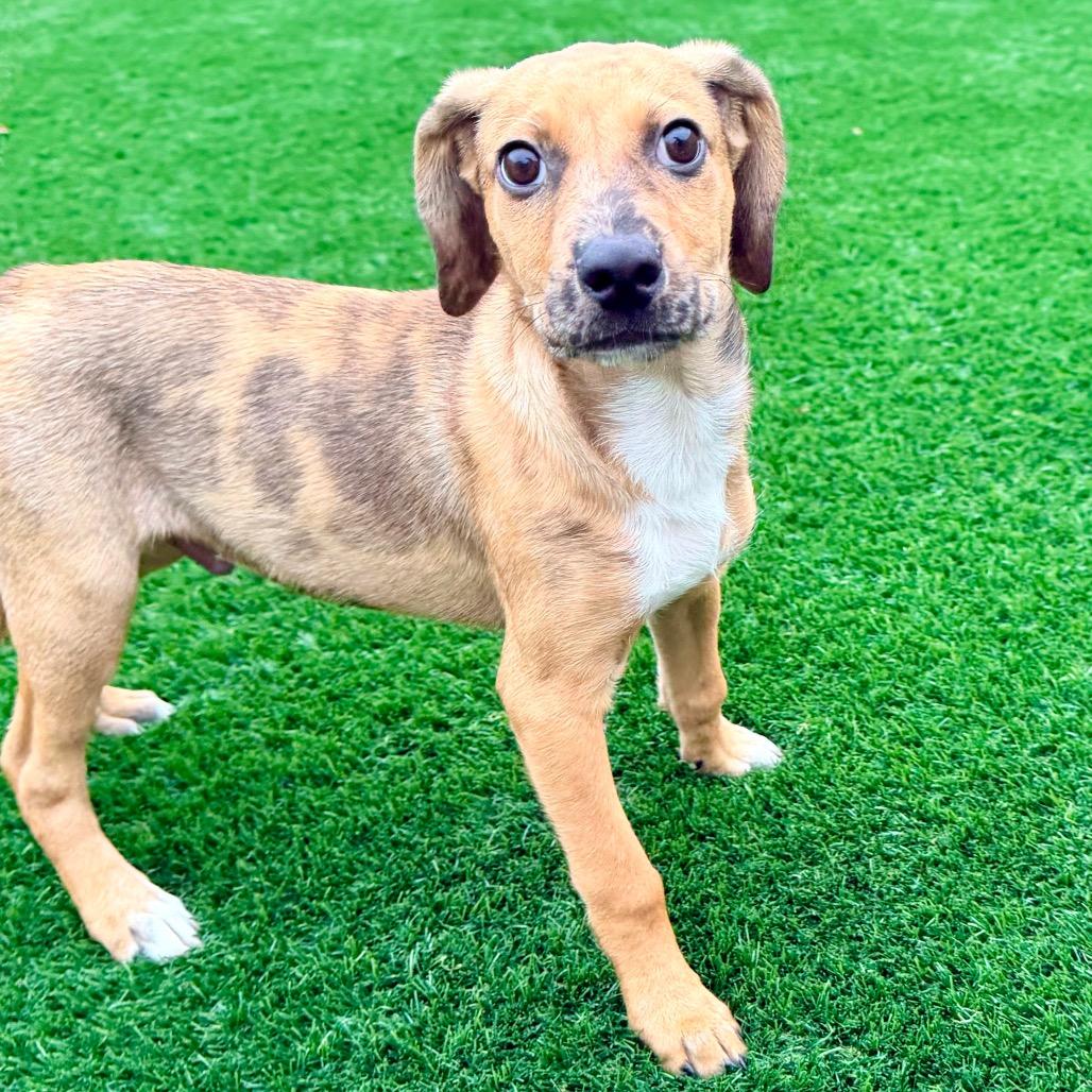 Enlarge Elroy, a Adoptable Shepherd in La Grange, KY image 4/6