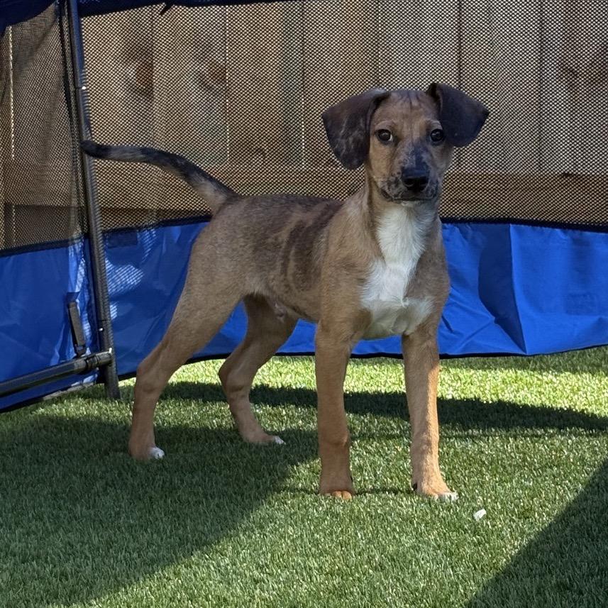 Enlarge Elroy, a Adoptable Shepherd in La Grange, KY image 1/6