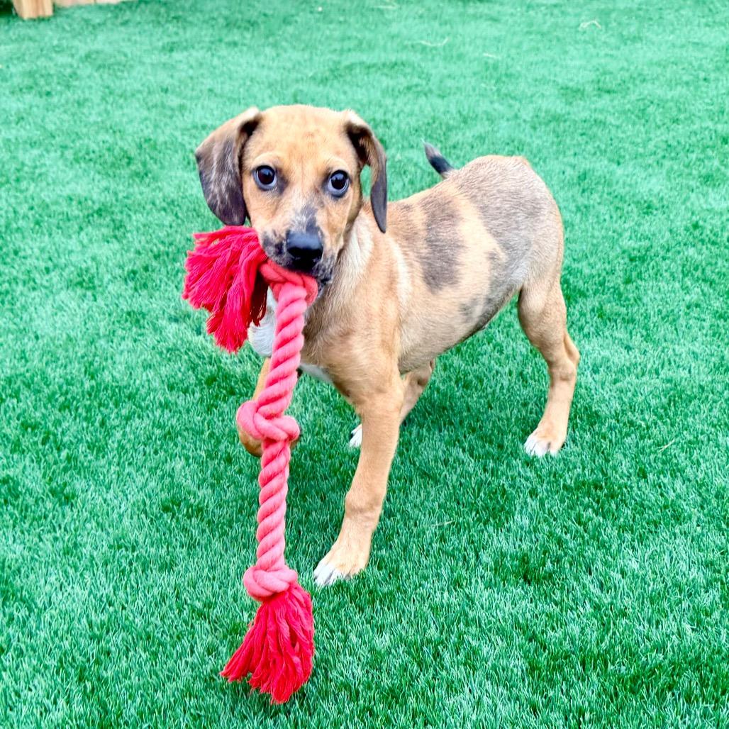 Enlarge Elroy, a Adoptable Shepherd in La Grange, KY image 3/6