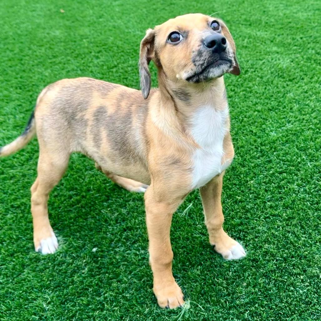 Enlarge Elroy, a Adoptable Shepherd in La Grange, KY image 5/6
