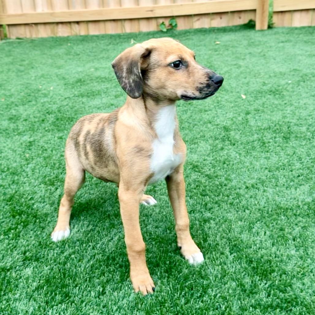 Enlarge Elroy, a Adoptable Shepherd in La Grange, KY image 6/6