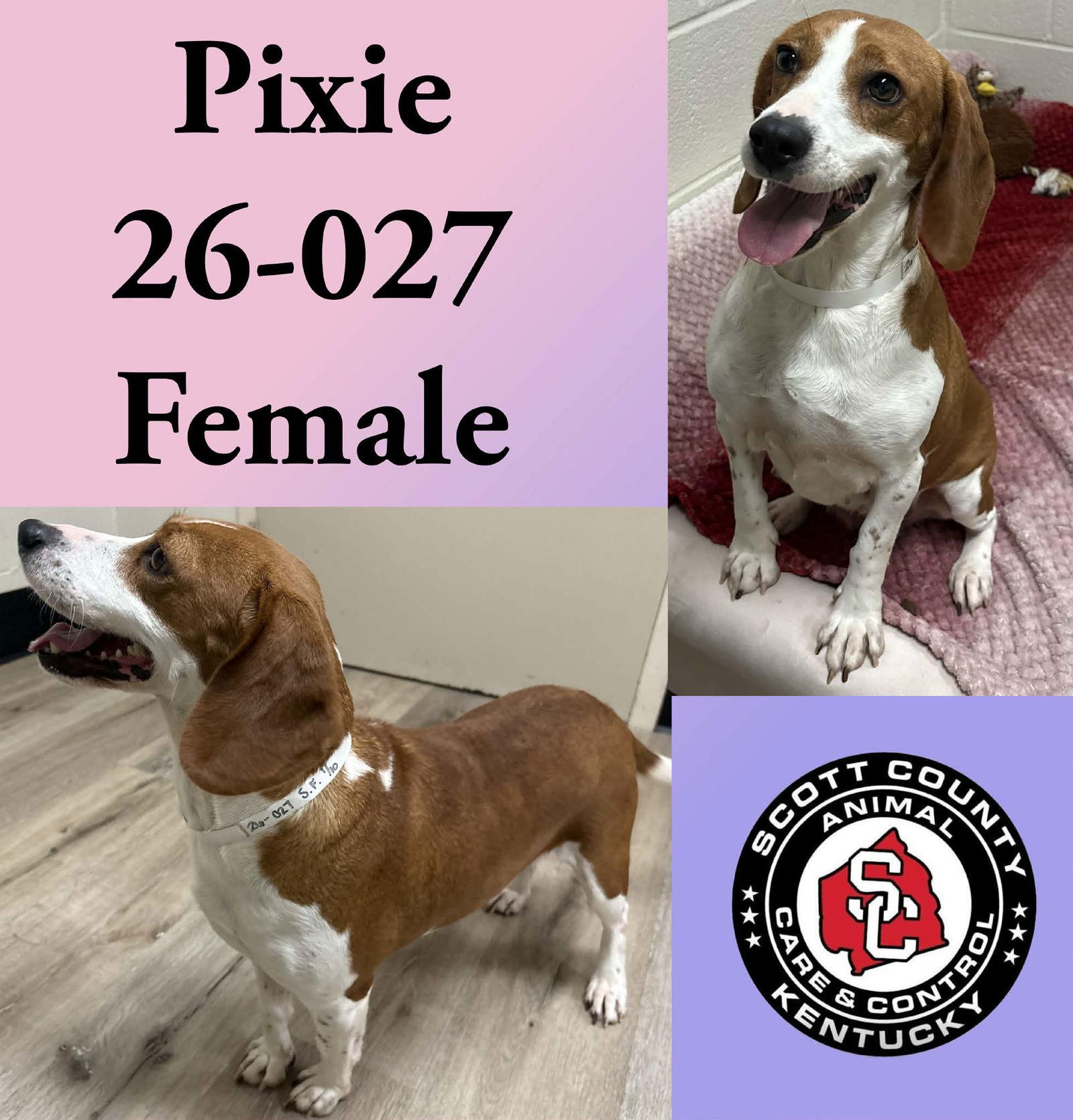 Enlarge Pixie, a Adoptable Beagle in Georgetown, KY image 1/1