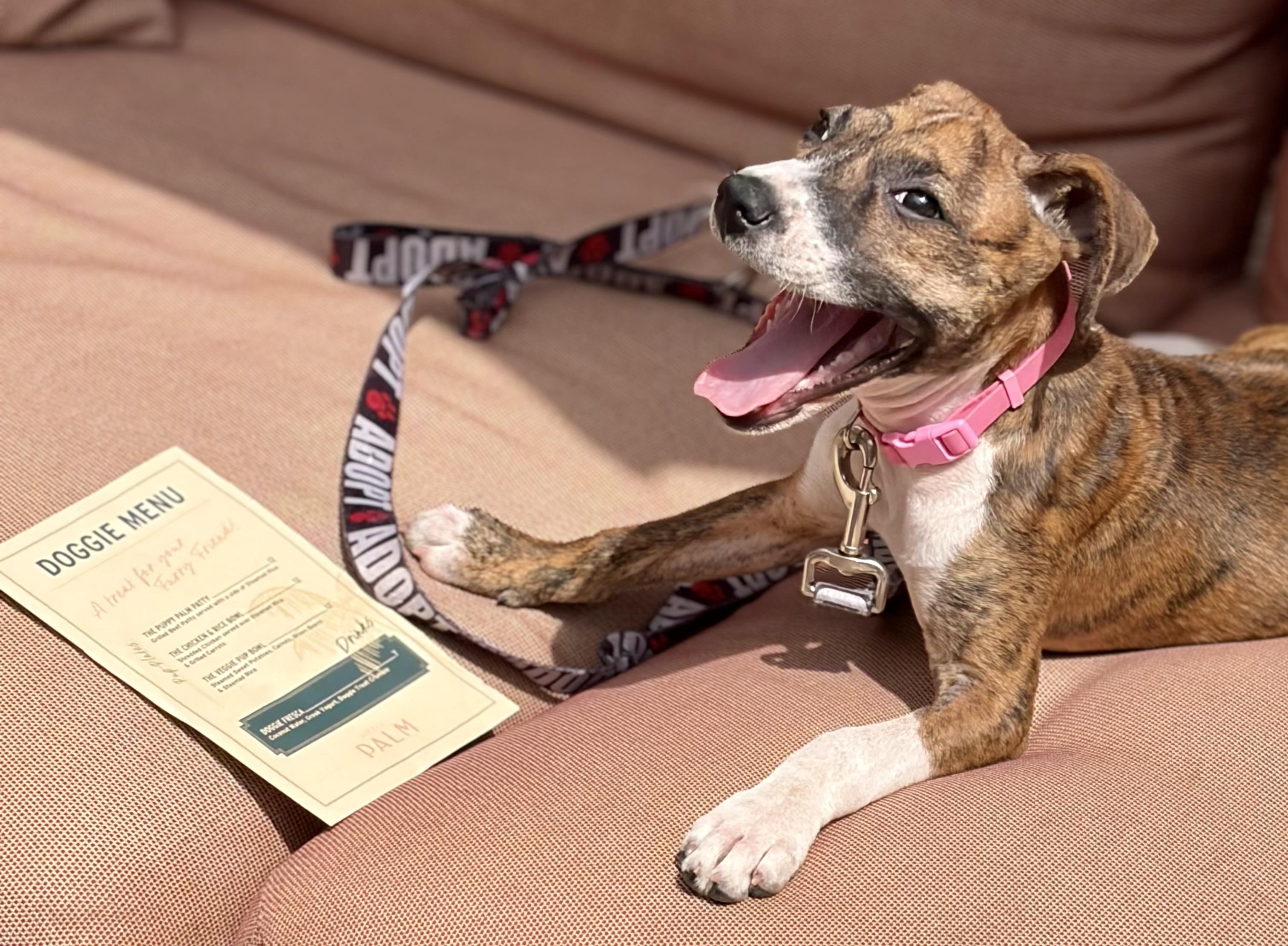 Enlarge Mavis, an adopted mixed breed in Mt Pleasant, SC image 1/5