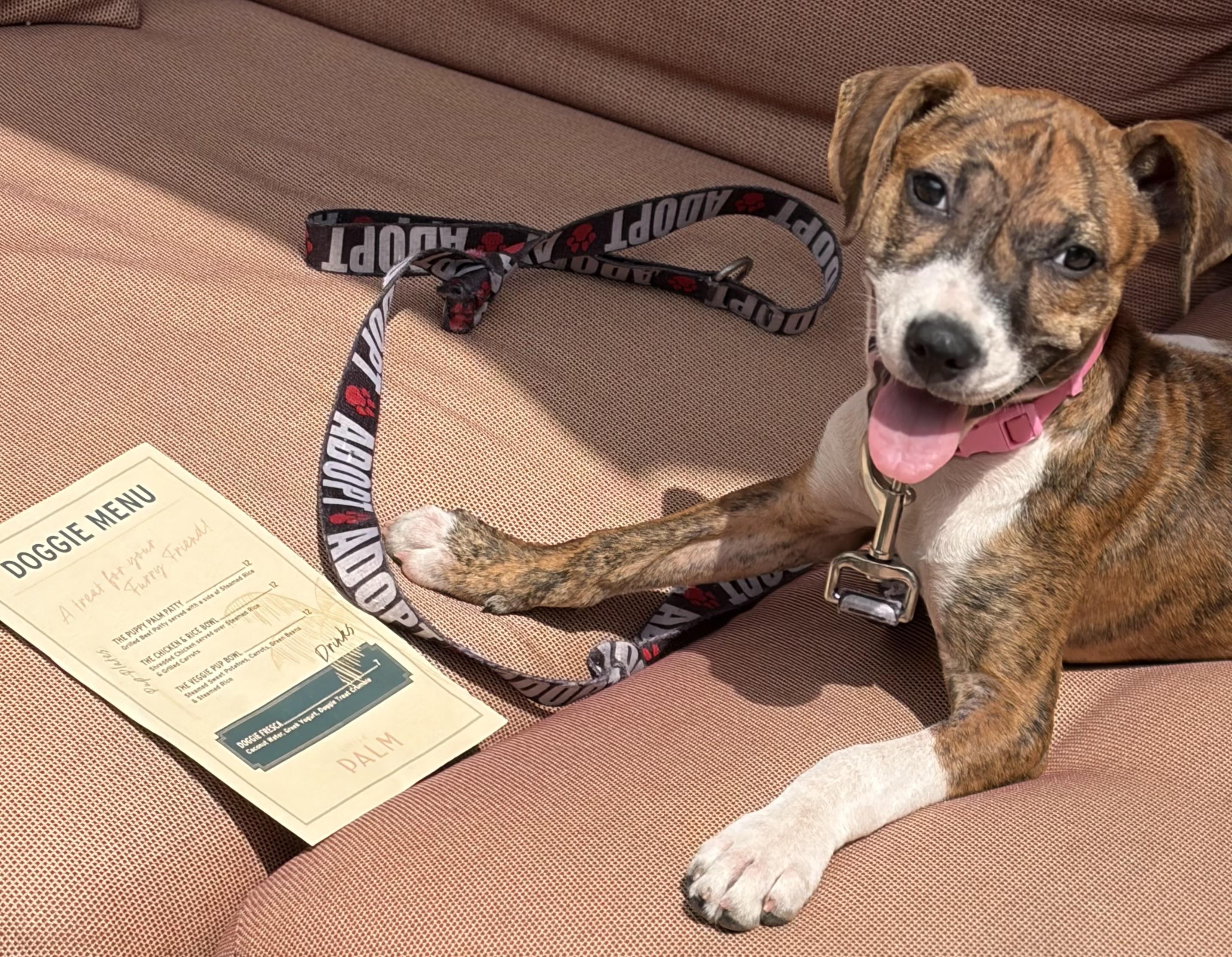 Enlarge Mavis, an adopted mixed breed in Mt Pleasant, SC image 3/5
