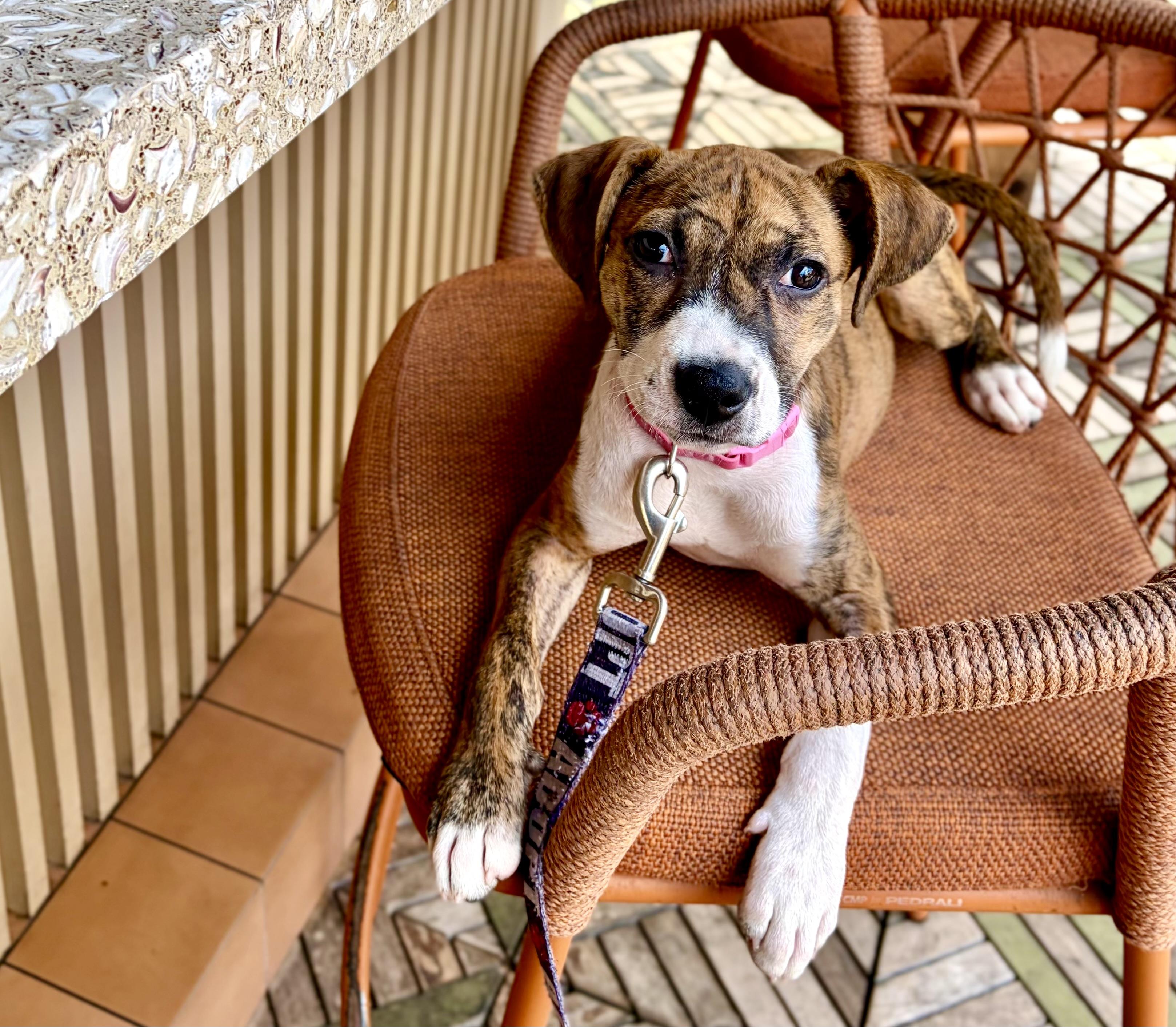 Enlarge Mavis, an adopted mixed breed in Mt Pleasant, SC image 4/5