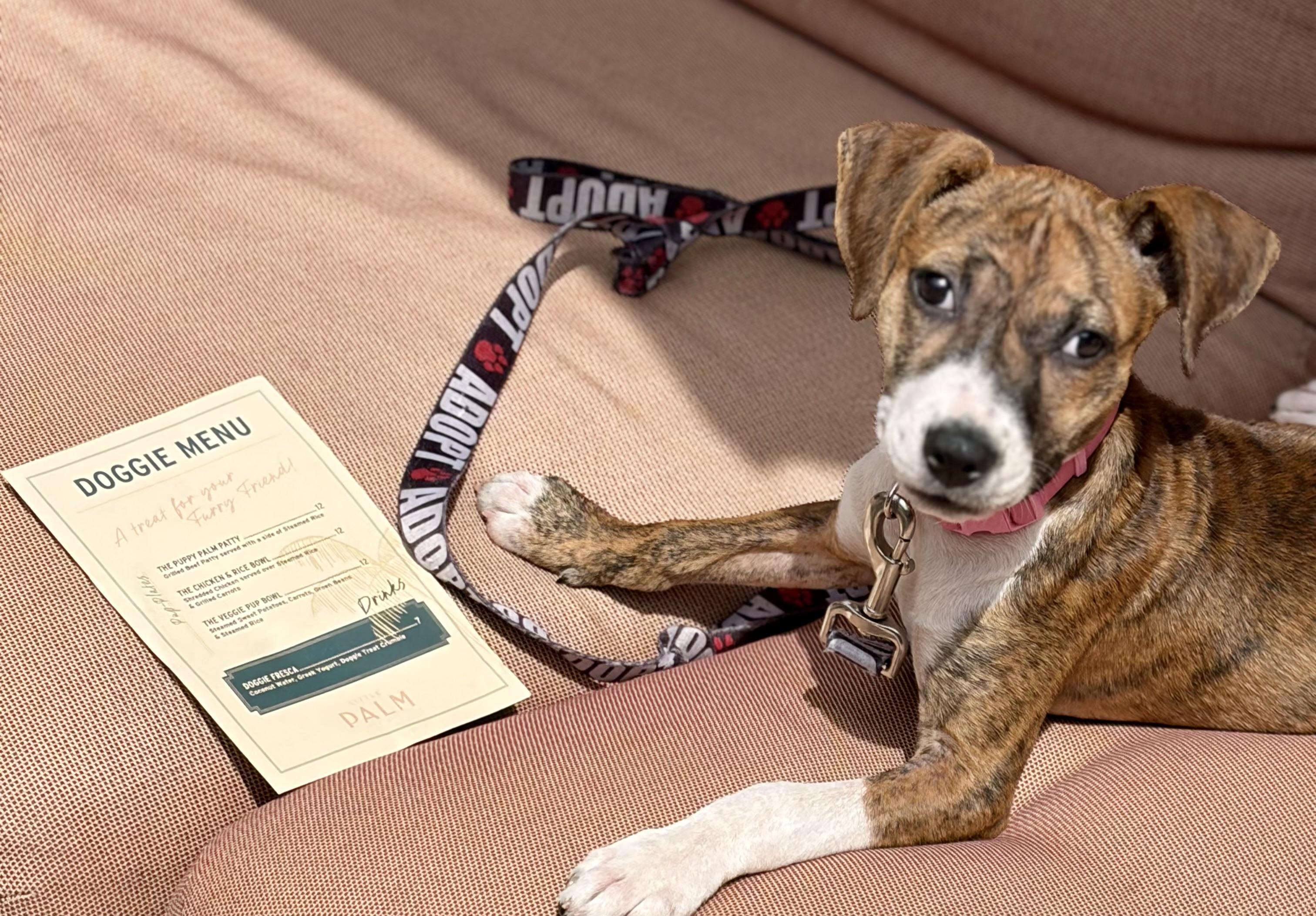 Enlarge Mavis, an adopted mixed breed in Mt Pleasant, SC image 2/5