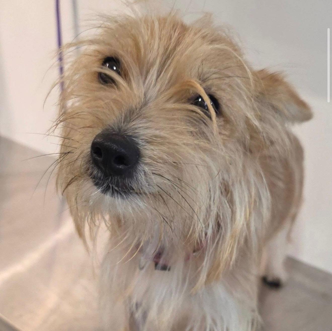 LEONA, Adopted, Young Female Norwich Terrier.