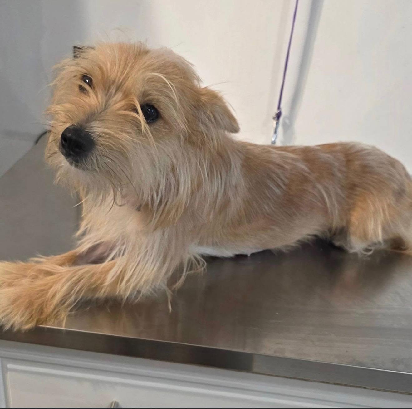 Enlarge LEONA, a Adopted Norwich Terrier in New York, NY image 5/5