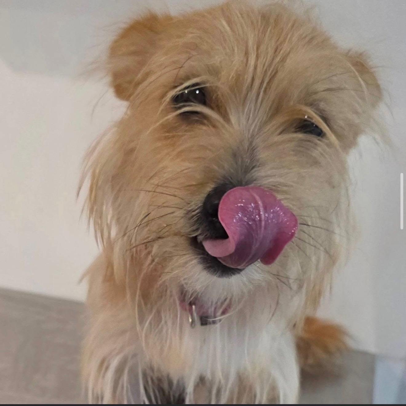 Enlarge LEONA, a Adopted Norwich Terrier in New York, NY image 2/5