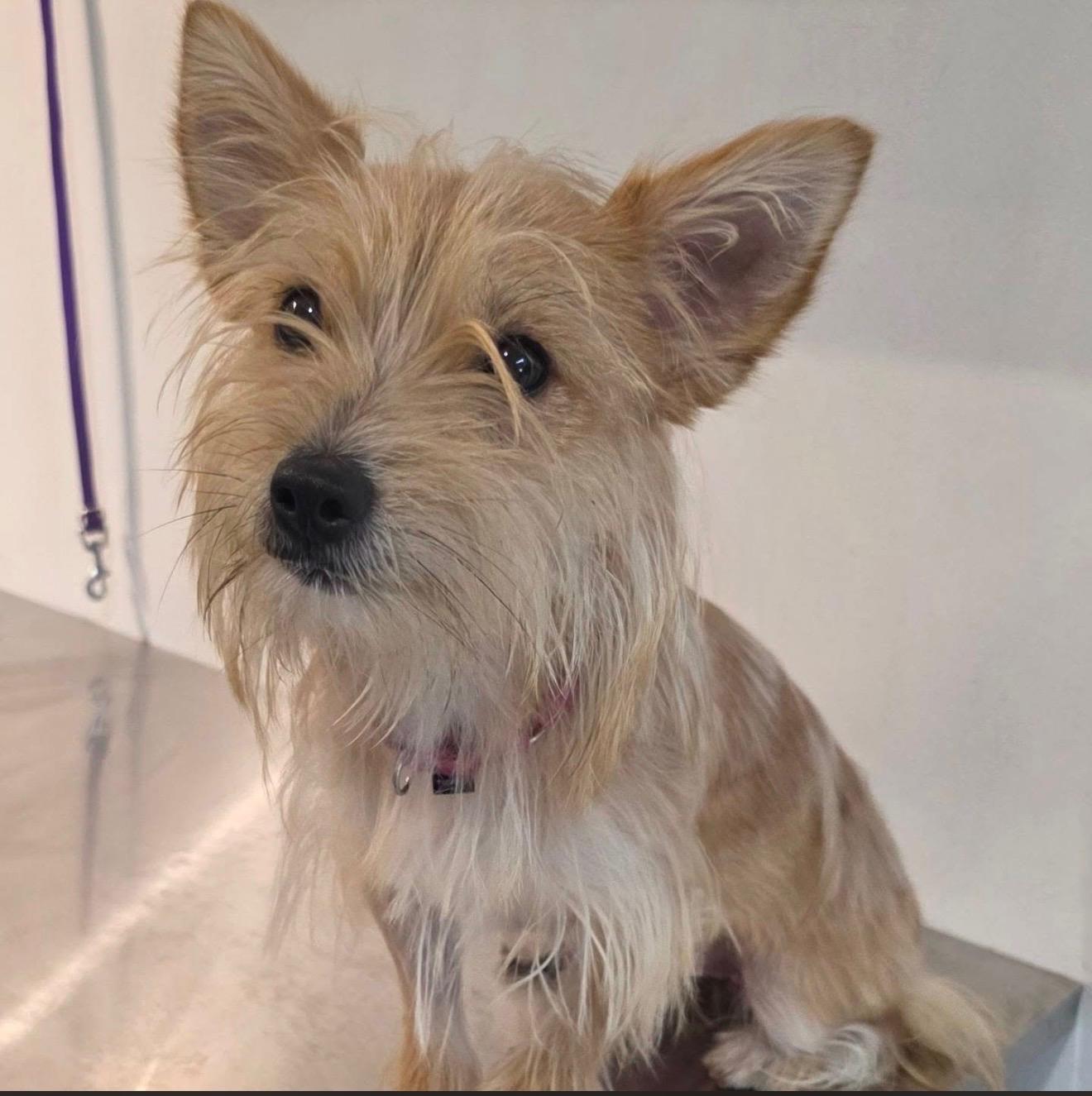 Enlarge LEONA, a Adopted Norwich Terrier in New York, NY image 3/5