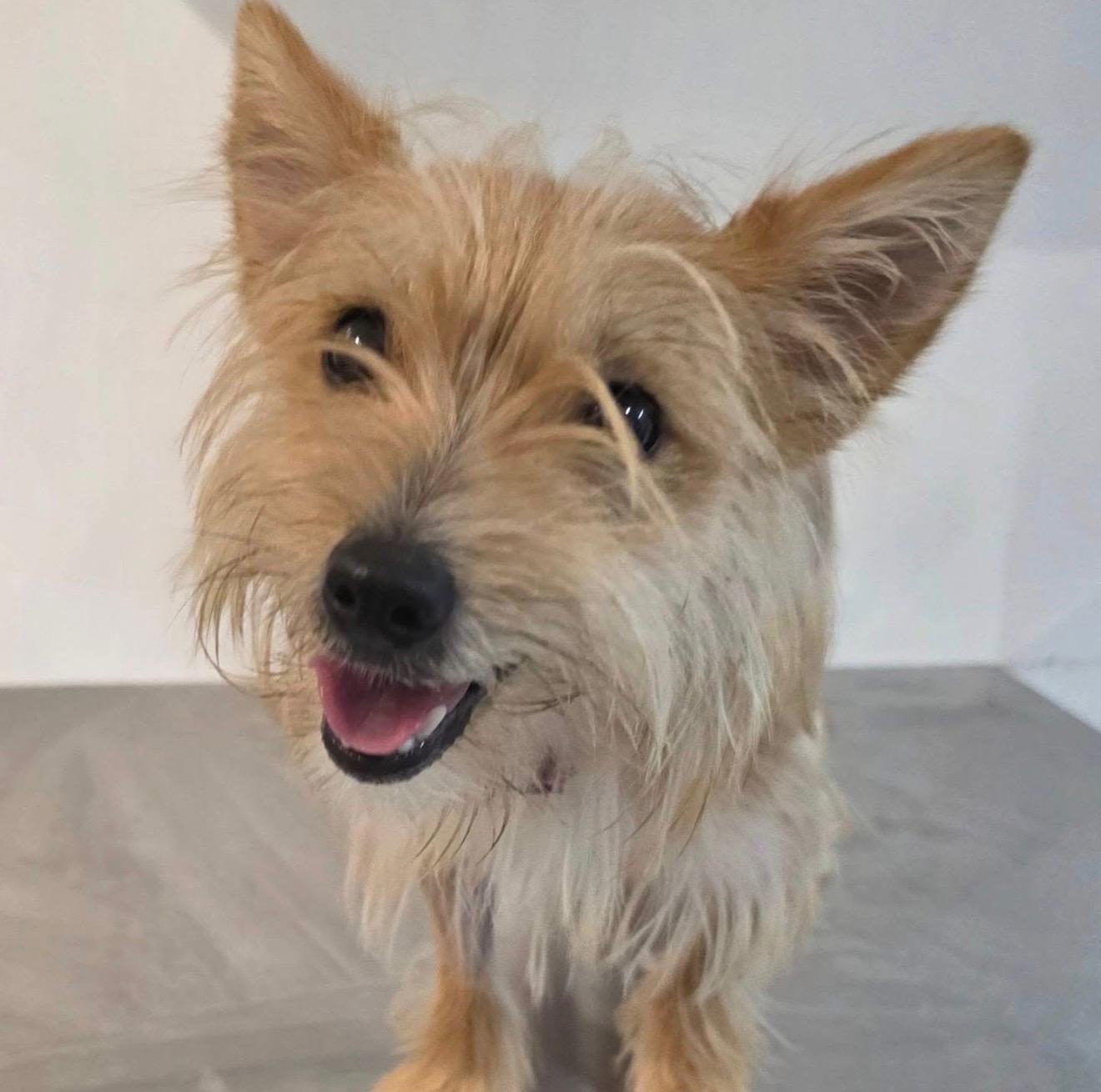 Enlarge LEONA, a Adopted Norwich Terrier in New York, NY image 4/5