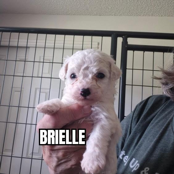 Enlarge Brielle, a ADOPTABLE mixed breed in Olympia, WA image 1/1